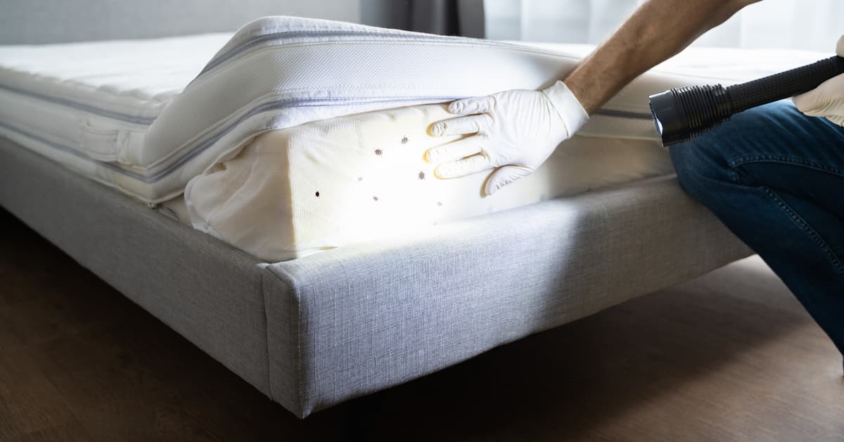 Are Bed Bugs Common in Boise, and How Do Infestations Start?