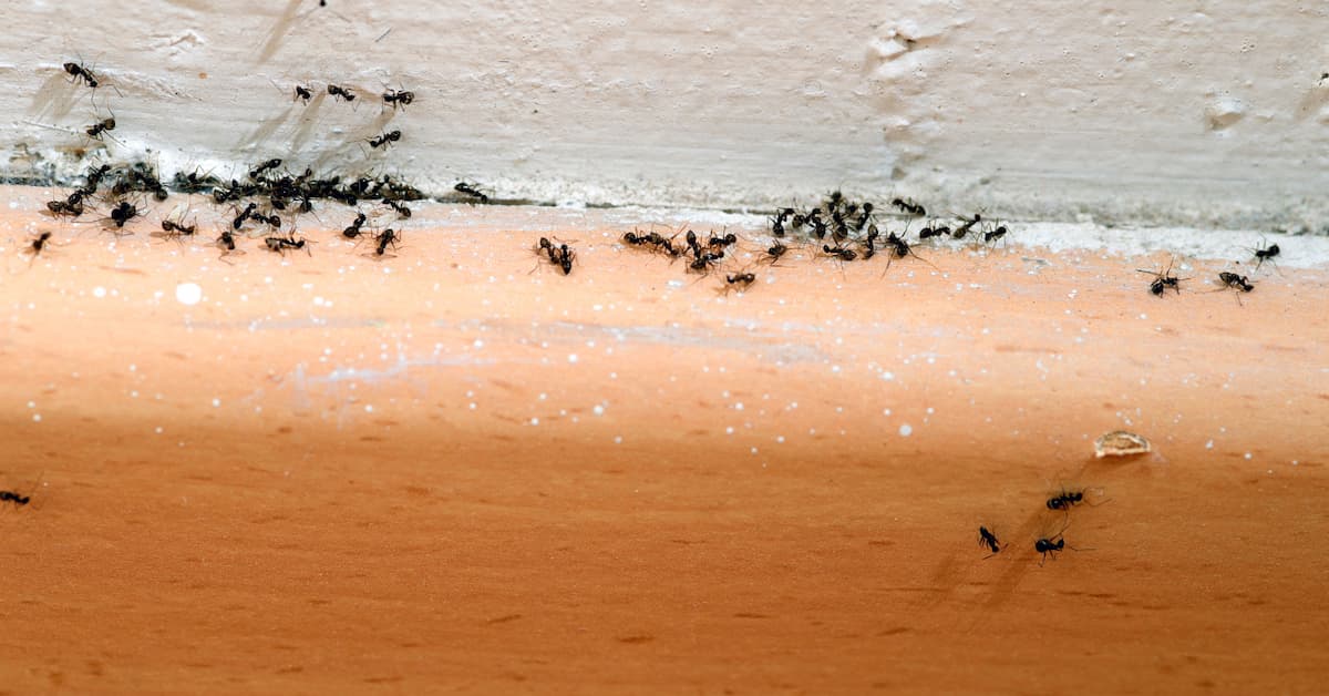 Why Are Ants and Spiders So Common in Boise Homes During Spring?