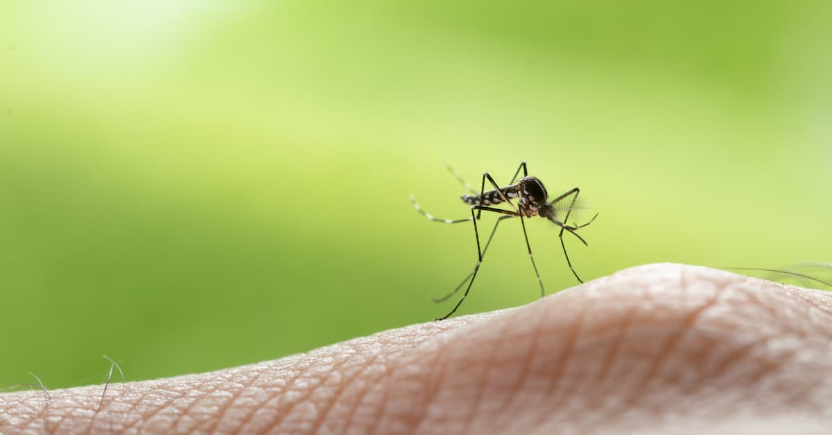 Why Are Mosquitoes So Bad in Boise During the Summer?