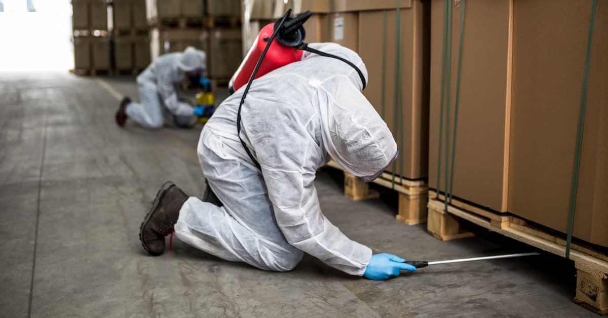 Why Do Boise Businesses Need Ongoing Commercial Pest Control?