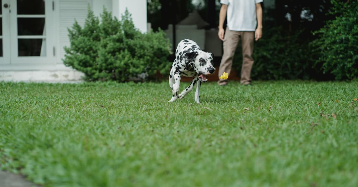Are Mosquito Treatments Safe for Pets and Families in Boise