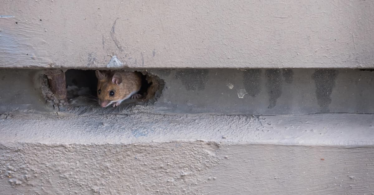 Why Do Rodent Problems Increase in Boise During the Winter